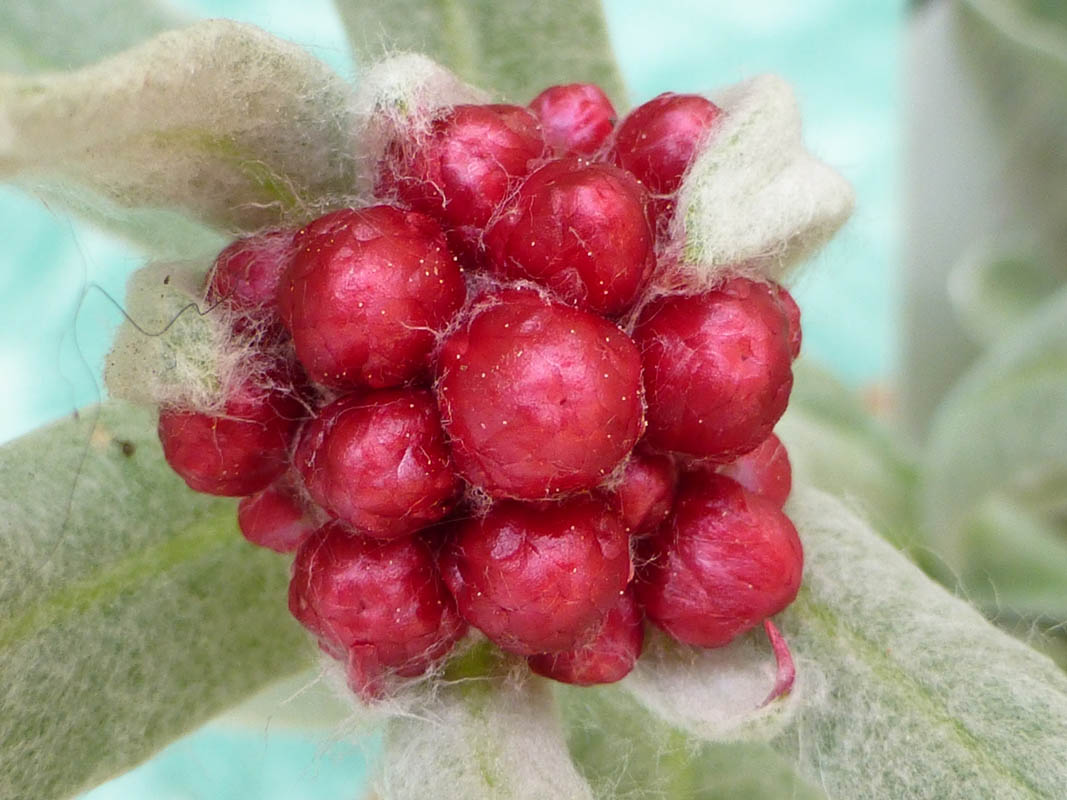 Helichrysum amorginum 'Ruby Cluster' photo